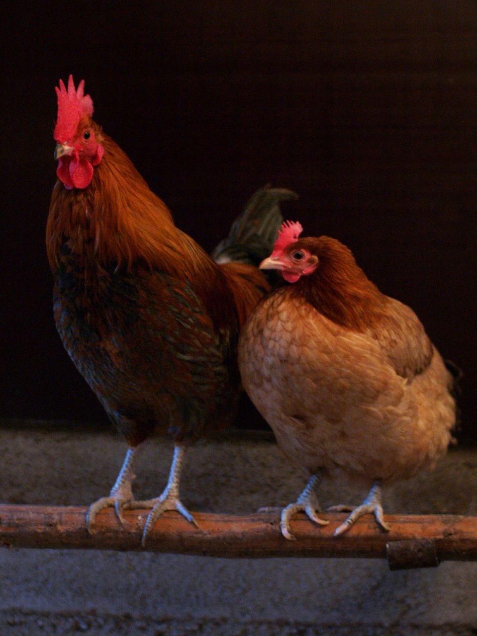 5 Fakta Unik Tentang Ayam Irene Rifdah